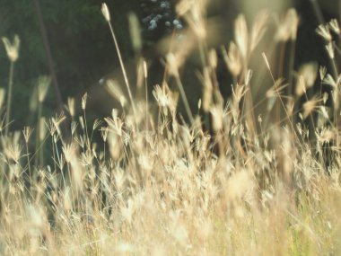 Parktaki çimlerin ve ağaçların soyut arkaplanı