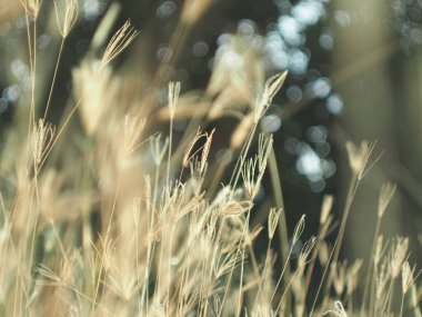 Tarladaki çimleri kapatın.