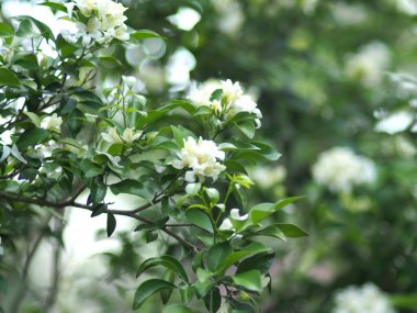 Güzel botanik çekimi, doğal duvar kağıdı beyaz yasemin.