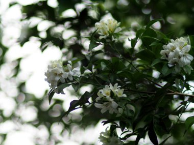 Güzel botanik çekimi, doğal duvar kağıdı beyaz yasemin.