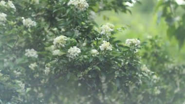 Güzel çiçeklenme çiçekler, görünüm yakın