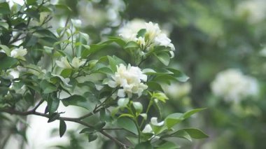 Güzel çiçeklerin kapalı manzarası, açık hava.