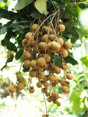 Ağaçtaki Longan 'a yaklaş. 