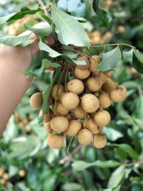 Palmiye ağacında olgunlaşmış bir uzun.