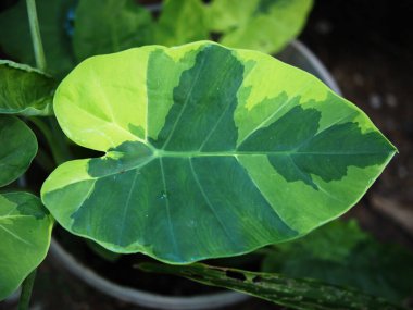 Bahçede nilüfer yaprağı