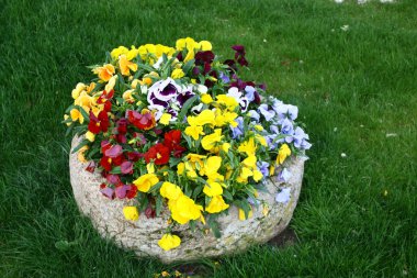 Doğada renkli çiçekler. Bahçede bahar çiçekleri. Ramang Parkı 'ndaki bahçede çiçek açan bahçe..