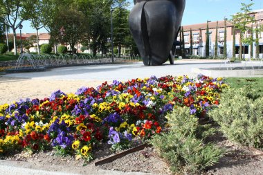 Doğada renkli çiçekler. Bahçede bahar çiçekleri. Ramang Parkı 'ndaki bahçede çiçek açan bahçe..