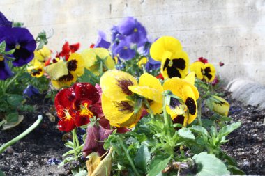 Doğada renkli çiçekler. Bahçede bahar çiçekleri. Ramang Parkı 'ndaki bahçede çiçek açan bahçe..