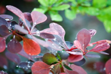 Doğada renkli çiçekler. Bahçede bahar çiçekleri. Ramang Parkı 'ndaki bahçede çiçek açan bahçe..