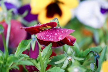 Doğada renkli çiçekler. Bahçede bahar çiçekleri. Ramang Parkı 'ndaki bahçede çiçek açan bahçe..