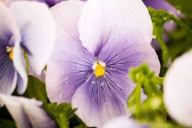 Doğada renkli çiçekler. Bahçede bahar çiçekleri. Ramang Parkı 'ndaki bahçede çiçek açan bahçe..