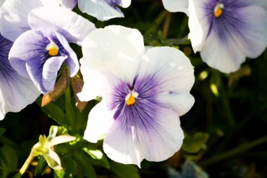 Doğada renkli çiçekler. Bahçede bahar çiçekleri. Ramang Parkı 'ndaki bahçede çiçek açan bahçe..
