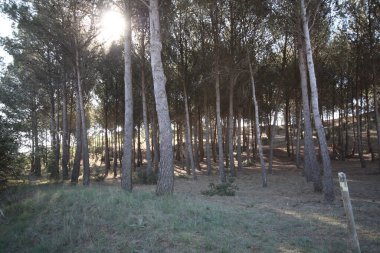 Doğada renkli çiçekler. Bahçede bahar çiçekleri. Ramang Parkı 'ndaki bahçede çiçek açan bahçe..