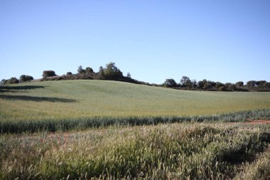 Doğada renkli çiçekler. Bahçede bahar çiçekleri. Ramang Parkı 'ndaki bahçede çiçek açan bahçe..