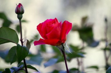 Doğada renkli çiçekler. Bahçede bahar çiçekleri. Ramang Parkı 'ndaki bahçede çiçek açan bahçe..