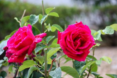 Doğada renkli çiçekler. Bahçede bahar çiçekleri. Ramang Parkı 'ndaki bahçede çiçek açan bahçe..