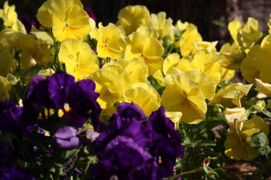 Consuegra 'nın yel değirmenleri, Miguel de Cervantes' e Don Kişot ve Devler arasındaki ünlü dövüş bölümü için ilham verdi.