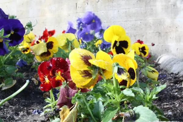 Doğada renkli çiçekler. Bahçede bahar çiçekleri. Ramang Parkı 'ndaki bahçede çiçek açan bahçe..