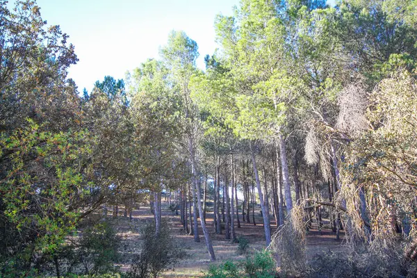 Doğada renkli çiçekler. Bahçede bahar çiçekleri. Ramang Parkı 'ndaki bahçede çiçek açan bahçe..