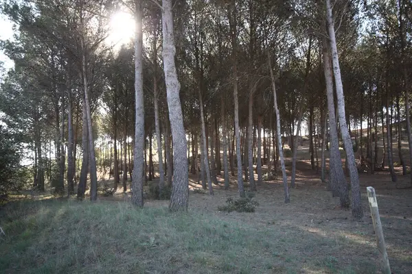 Doğada renkli çiçekler. Bahçede bahar çiçekleri. Ramang Parkı 'ndaki bahçede çiçek açan bahçe..