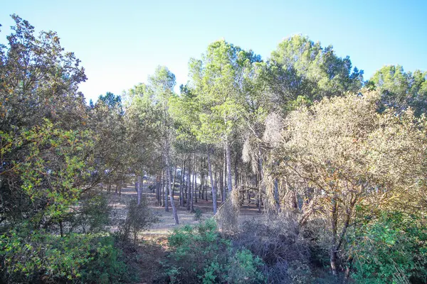Doğada renkli çiçekler. Bahçede bahar çiçekleri. Ramang Parkı 'ndaki bahçede çiçek açan bahçe..