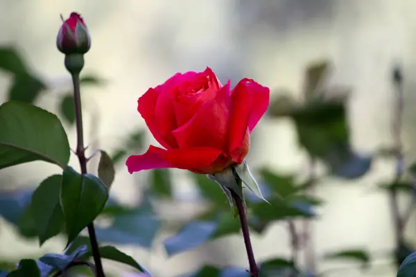 Doğada renkli çiçekler. Bahçede bahar çiçekleri. Ramang Parkı 'ndaki bahçede çiçek açan bahçe..