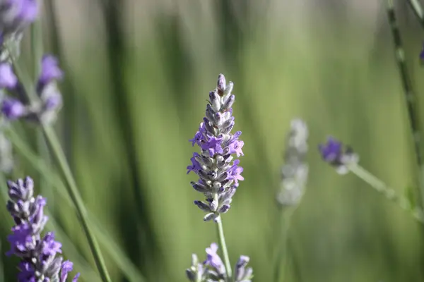 Doğada renkli çiçekler. Bahçede bahar çiçekleri. Ramang Parkı 'ndaki bahçede çiçek açan bahçe..