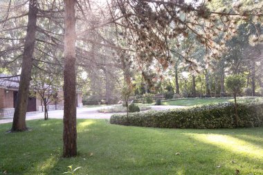 Yeşil ağaçlı bir park manzarası, parkta bir sürü bitki ve çalılık..