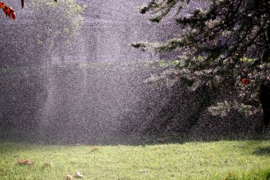 Çimenlerin üzerine yağmur damlaları