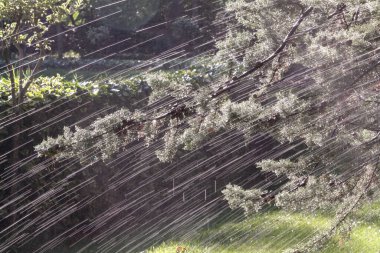 Ağaca yağmur yağıyor.