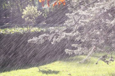 Bahçedeki ağaca yağmur yağıyor.