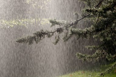 Ağaca yağmur yağıyor.