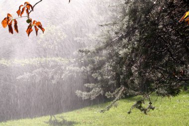 Ağaç dallarından düşen yağmur