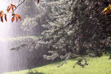 # Bahçedeki ağaçlardan düşen yağmur #