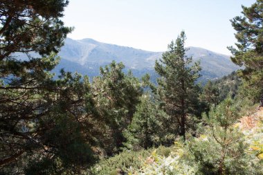 Dağın tepesinden ormanın manzarası