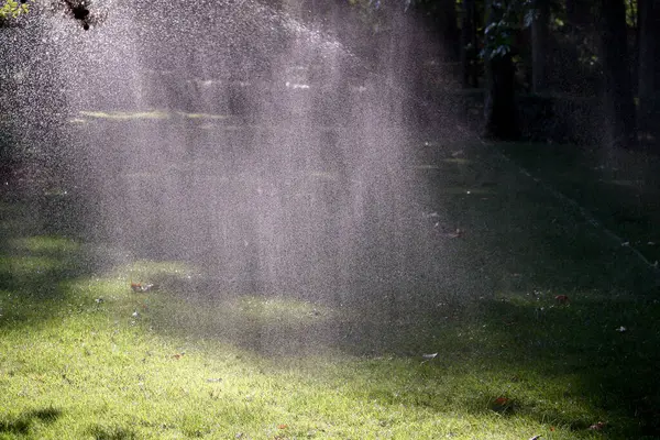 Sabahın köründe bahçeyi sularken