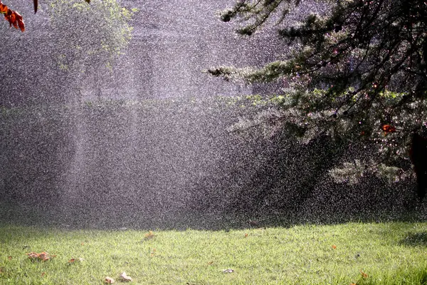 Çimenlerin üzerine yağmur damlaları