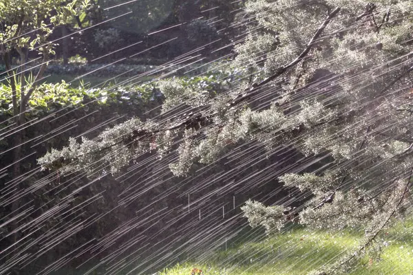 Ağaca yağmur yağıyor.
