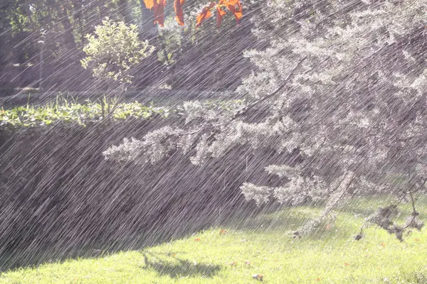 Bahçedeki ağaca yağmur yağıyor.