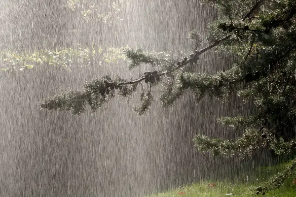 Ağaca yağmur yağıyor.