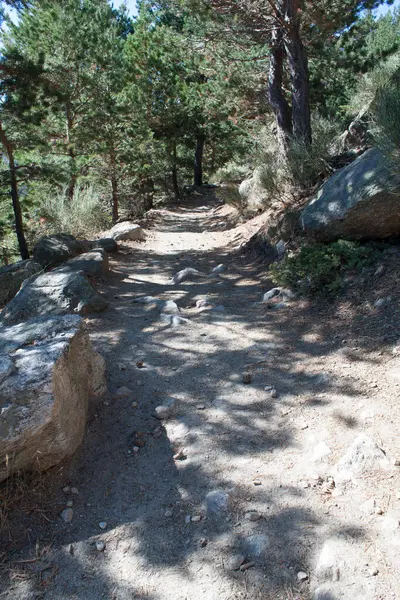 Ormanın içinden yol