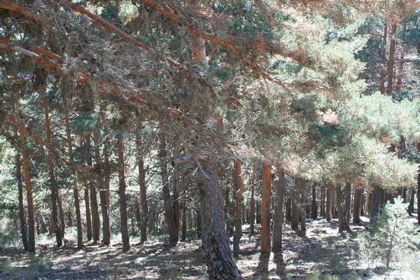 çamlar ve çam ağaçları