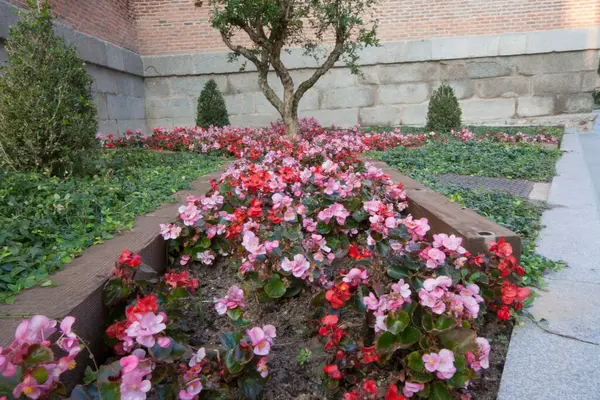 Bahçedeki çiçekler