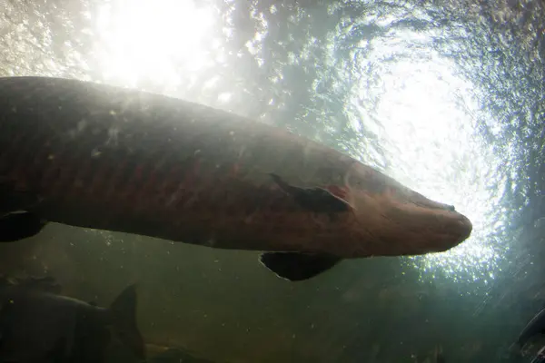 Sazan gölde yüzüyor.