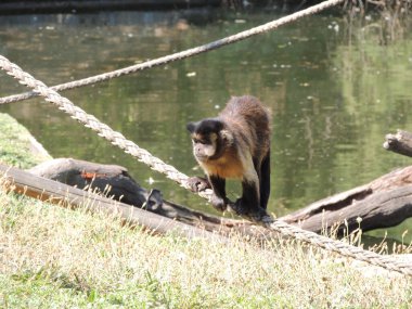 Hayvanat bahçesindeki maymun