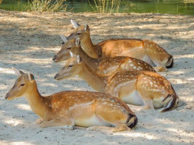 Hayvanat bahçesindeki genç bir geyiğin yakın çekimi.