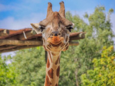 Hayvanat bahçesindeki zürafa