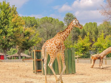 Hayvanat bahçesinde yeşil yapraklı zürafa