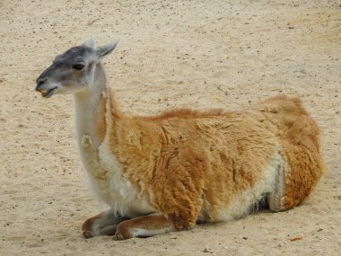 Hayvanat bahçesinde genç bir deve