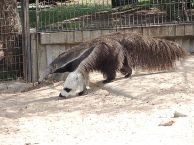 Afrikalı devekuşu Hayvanat Bahçesi